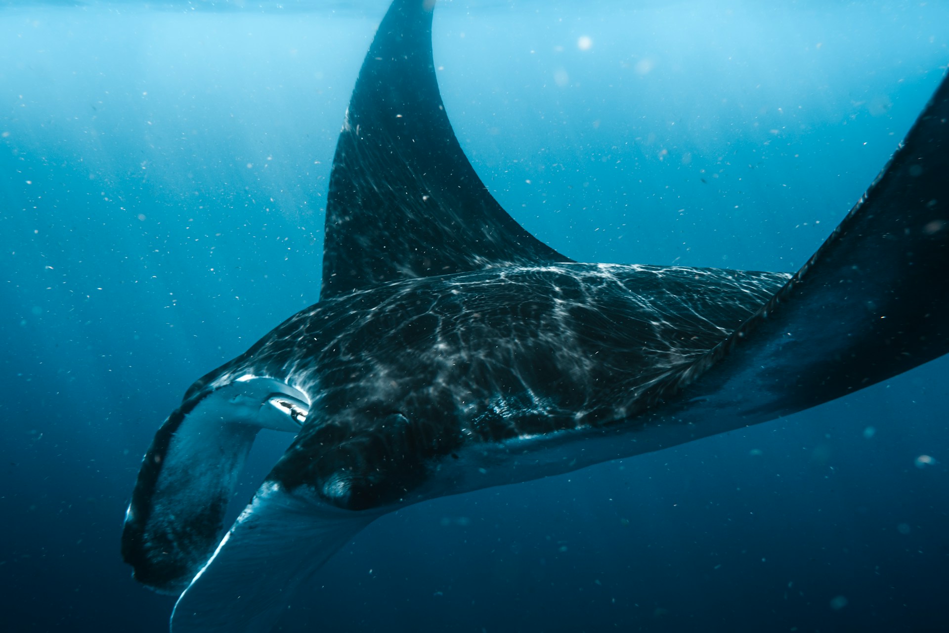 Marine wildlife