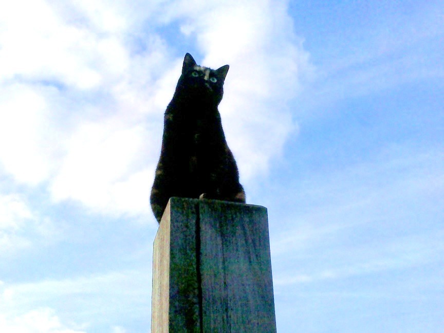 Cat on a pole